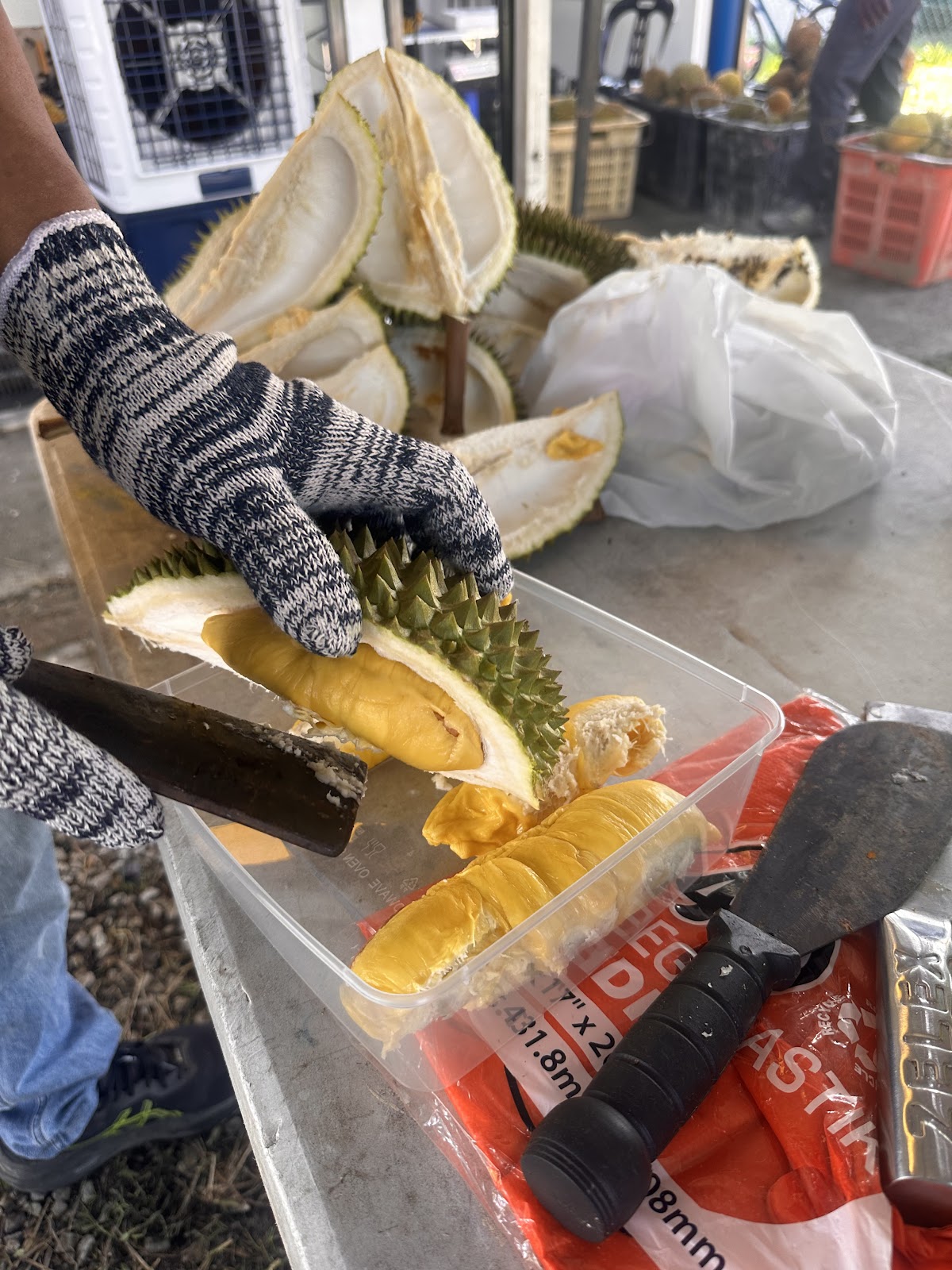 Proses membuka durian segar oleh pekerja mahir